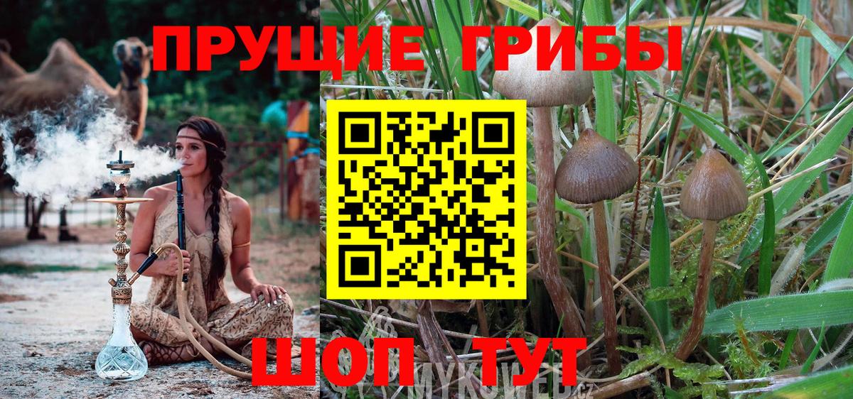 Галлюциногенные грибы Magic Shrooms  Вход с VPN  Галлюциногенные грибы Magic Shrooms  Тосно 